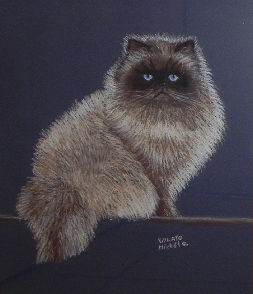 chat persan-pastel-papier-(21,5x25)