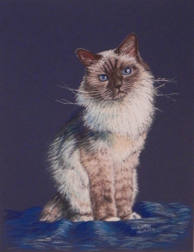 chat-sacre-de-birmanie-pastel-papier