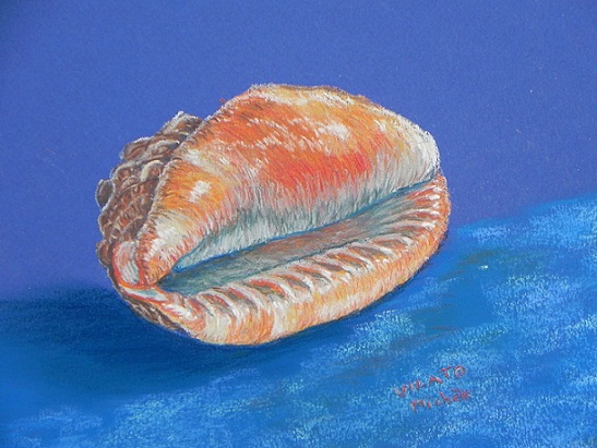 Coquillage-pastel-papier-(30,5x22,5)