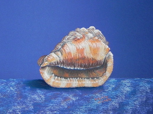 Coquillage-pastel-papier-(31x23)