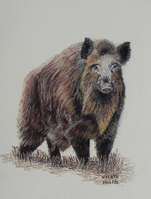 Sanglier-pastel-papier-(32x24)